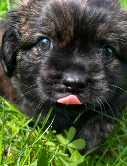 Shih-tzu/Malteser Mix - Oranienburg