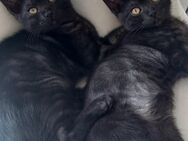 Bkh mix kitten - Bochum