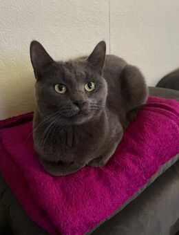 BKH Katze abzugeben - Duisburg