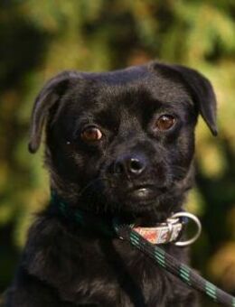 Corall von kettenlos - Bollingstedt