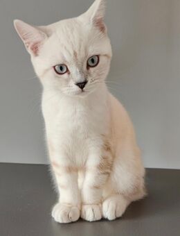 Britischkurzhaar kitten - Delmenhorst