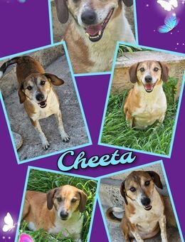 Tolle Cheeta wartet schon so lange! - Nürnberg