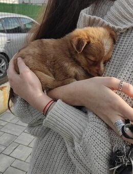 KLEE - fröhliches Welpenmädchen - Kallmünz