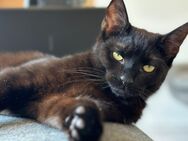 Schwarzer Kater (1,5 Jahre alt) - Ribbesbüttel