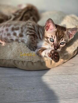 Bengalkitten reinrassig mit Stammbaum - Rielasingen-Worblingen