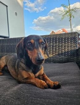 Malna sucht neues Zuhause - Nordwalde