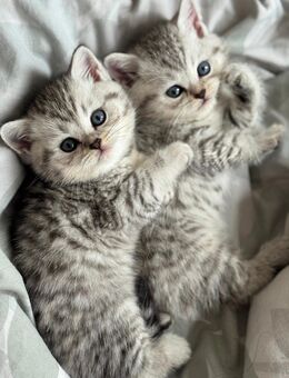 Zuckersüße kitten - Berlin