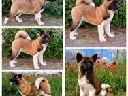 American Akita Hündin 9 Monate - Kyffhäuserland