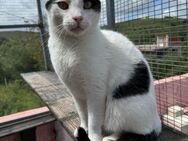 Schmusekater Ezekiel sucht Dich! - Walluf
