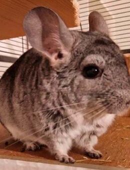 Chinchilla sucht nach Partnertod neues Zuhause - Lauchhammer