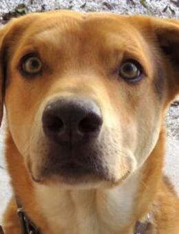 Nesta -sehr lieb, groß und kräftig- - Oldenburg