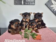Yorkshire Terrier -Babys Pap / Chip - Simbach