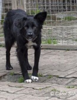 Aurora ist eine fröhliche Hündin - Egelsbach