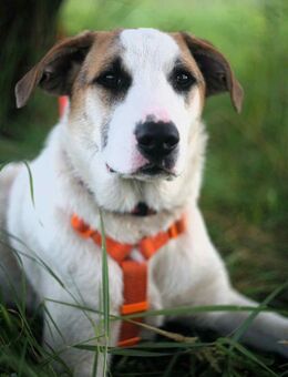 Freundlicher Platon sucht seine Familie - Duisburg