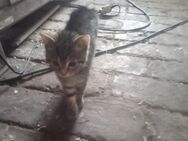 Katzen Kitten Kater Miezen Hauskatzen - Großenhain Wildenhain