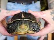 Zwei Chinesische Dreikiel Wasserschildkröte - Walsrode