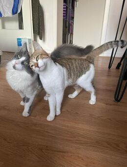 Gigi und Glorious aus dem Tierschutz - Grevenbroich