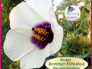 ♥ Hoher Sommer Hibiskus Eibisch,Samen,Blume 50er Jahr Tulpenstolz, essbar,samenfest,Saatgut,Garten, Nutzpflanze,Öl,Kleidung, Hibiscus cannabinus,Stundeneibisch, Malve Sommerhibiskus - Hamburg