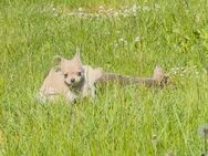 Chihuahua Welpen Mai 2025 - Bergheim (Nordrhein-Westfalen)