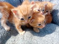 Katzenbabys. Rote Katzen.Babykatzen - Engen