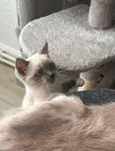 Süßes Ragdoll-Siam Mix Kätzchen in 65183