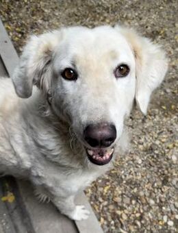 IVORY, Herdenschutzhund-Mix - Nörten-Hardenberg