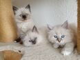 3 Heilige Birma Kitten Katzen sind abholbereit in 8200