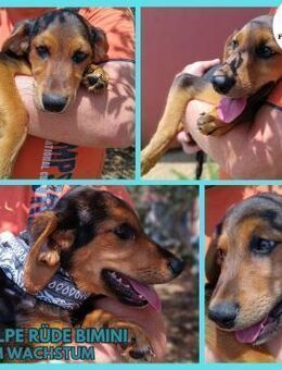 Bimini Welpe Jagdhund Mischling Rüde - Margetshöchheim