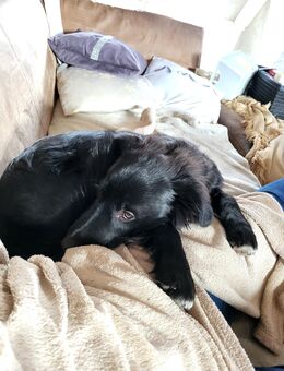 Labrador Mix Pumba sucht ein warmes Nest! - Möckern Grabow
