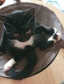 süßer Britisch Kurzhaar Kater geb. am 30.06. 2025 in 17139