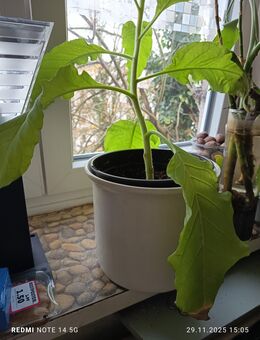 Tabakpflanze Havana 2 Stùck - Hamburg