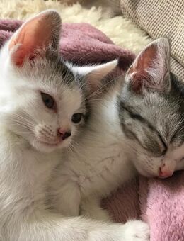 Kitten Kätzchen in gute Hände - Oberhausen