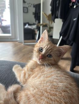Zuckersüßer Kater sucht noch ein neues zuhause! - Hamburg