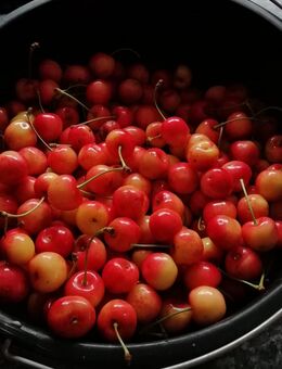 Selbstgemachte Marmelade und Gelee zum aussuchen - Lindern (Oldenburg)