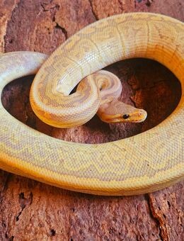 Banana Black Pastel Pinstripe het Pied - Schwelm