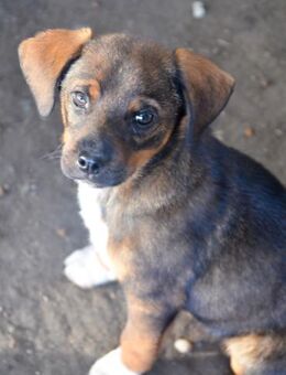 JACK - sanfter Boy sucht Familie - Erfurt