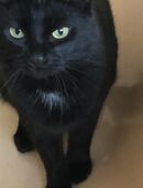 Kater sucht neues Zuhause in 60529