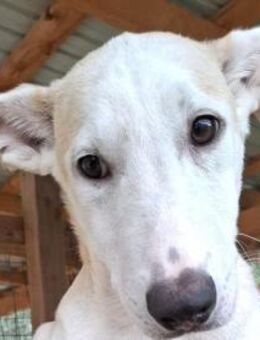 SEPPI-lieber,hübscher Jung-Rüde - Rösrath