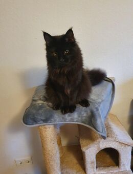 Maine coon Katze - Freiburg (Breisgau)