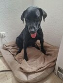 Rein rassiger labrador sucht in 46286