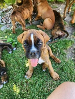 Wundervolle Boxerwelpen suchen ein neues Zuhause - Wittstock (Dosse)