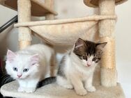 Süße Langhaar-Kitten – Mix aus BKH und Perser, sehr zutraulich. - Frankfurt (Main)