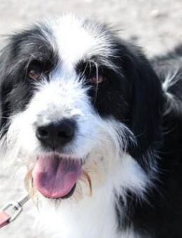 Dion: sanfte Schönheit auf 4 Pfoten! - Karben