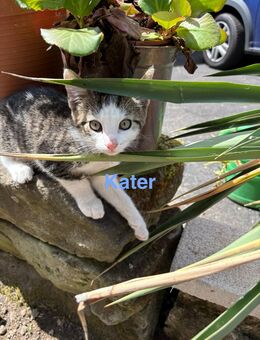 Kleiner Kater, 12 Wochen - Nörten-Hardenberg