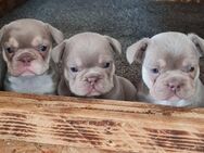 Französische bulldogge welpen isabella tan mit blauen Augen - Emden