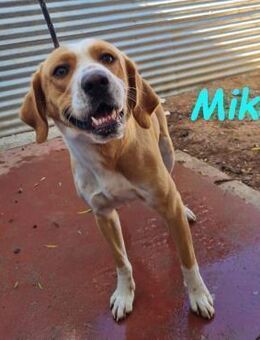 Mika aktiv u. für Anfänger 11/24 ESP - Ruppertsecken