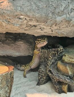 Leopardgeckos Einzeln oder Zusammen (auch mit Terrarium) - Cottbus