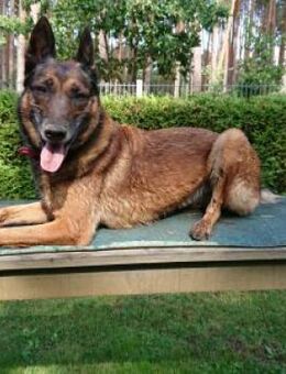 Polizei Diensthündin in Rente - Bad Belzig