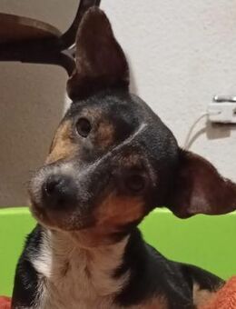 TIMO - kleines liebes Kerlchen - Dänischenhagen