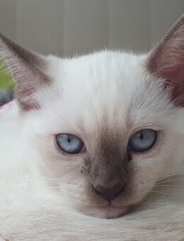 2 Britisch Kurzhaar BKH Kitten männlich in weis & weiblich in Grau/Blau - Hamburg